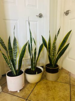Snake plants 25 each