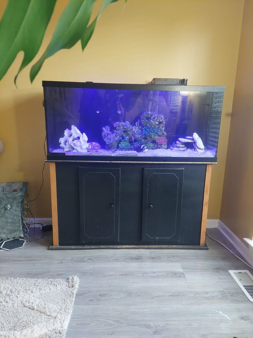Fish Tank