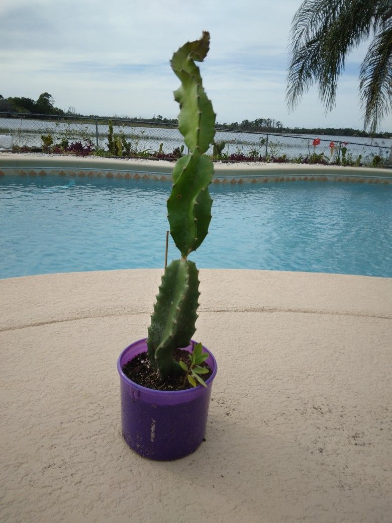 22" Dragon Fruit Cactus Rooted In Pot $25 -Ship $12 -White Flowers Red Edible Fruit 