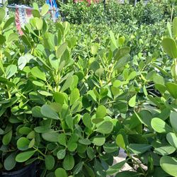 Calusia 4-4 5'ft $23.00