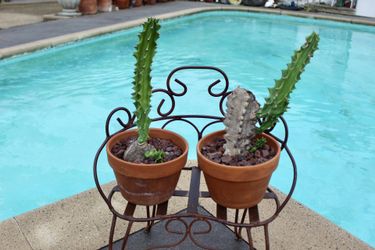 Potted euphorbia -$20 each