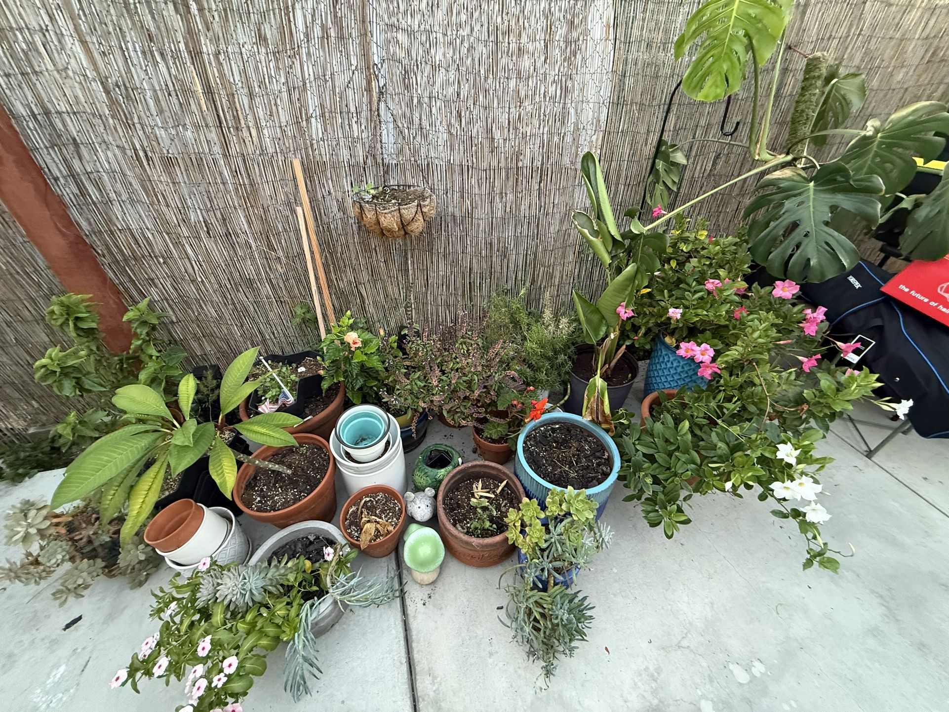 Outdoor Plants 