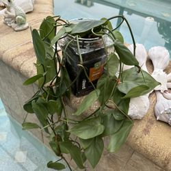 HEART❤️ SHAPED HANGING PLANT🌱 