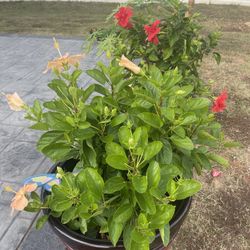 Hibiscus Plants