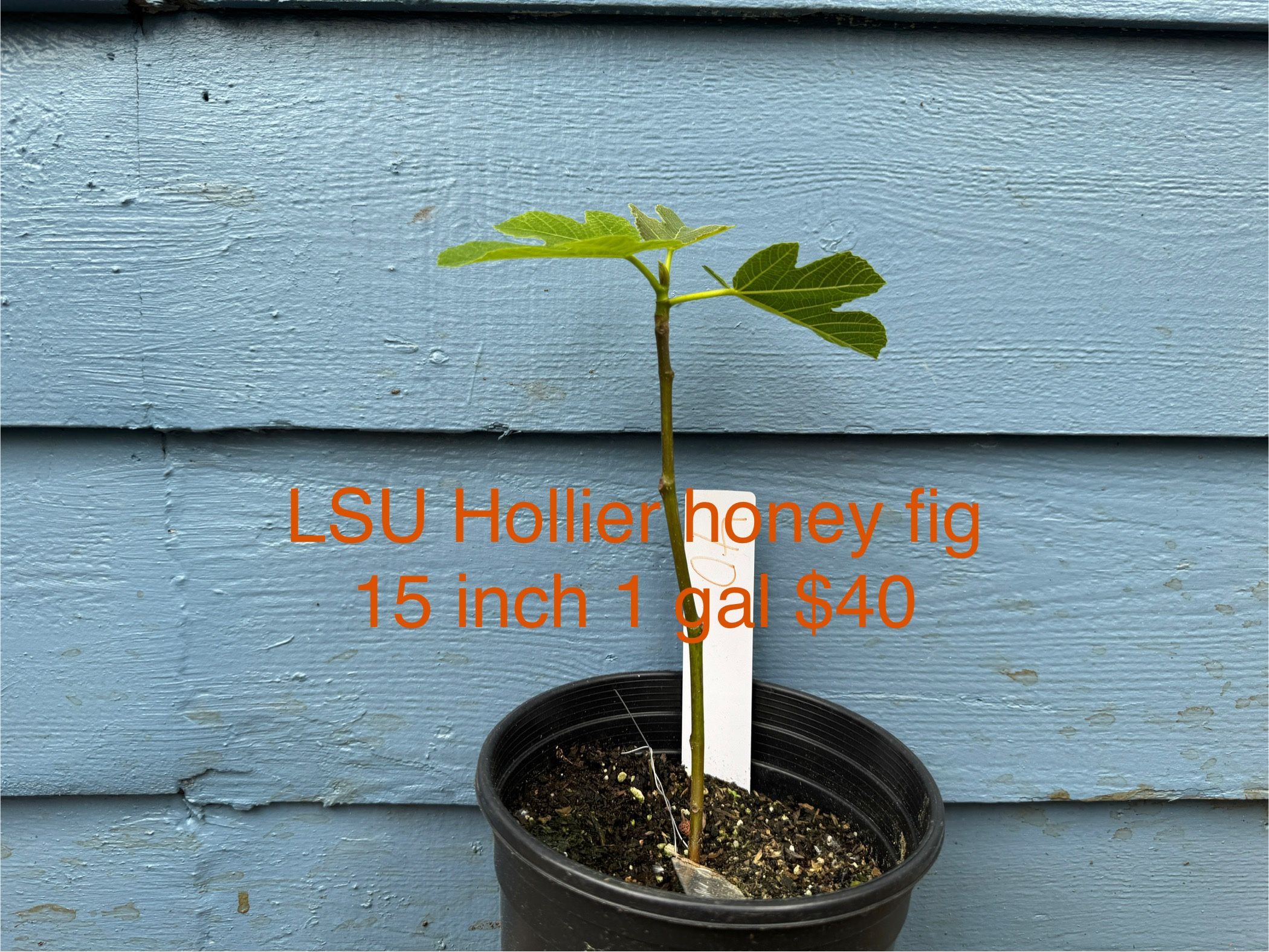 lsu hollier fig tree 1 gal