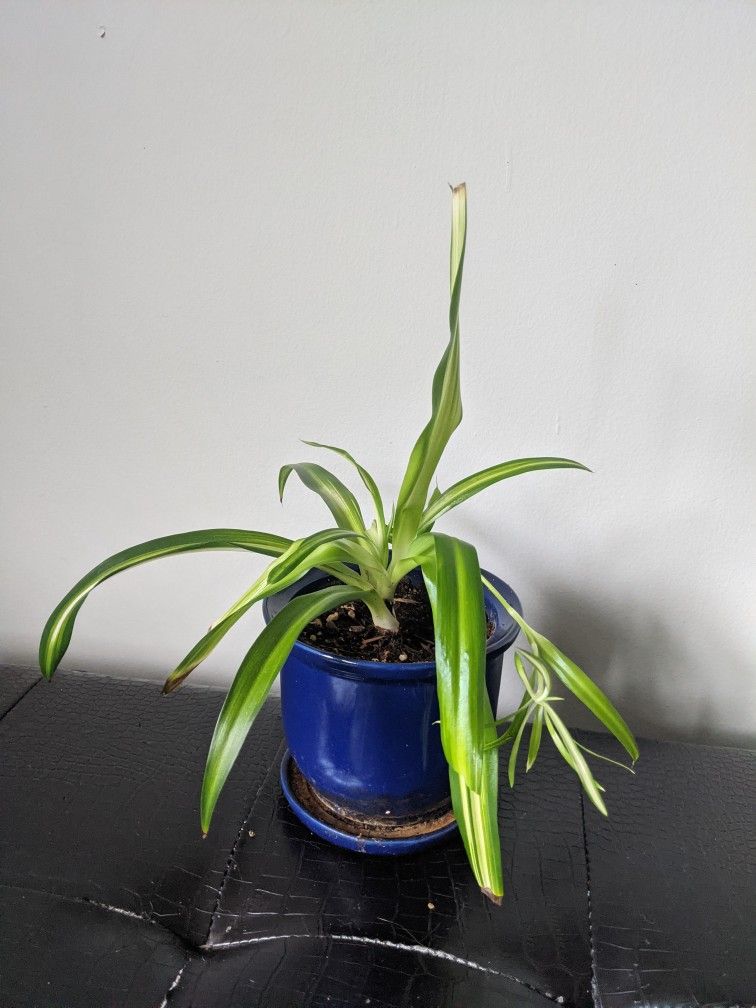 Spider Plant In 6imch Ceramic Pot/Saucer 