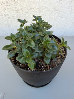 Goldfish plant