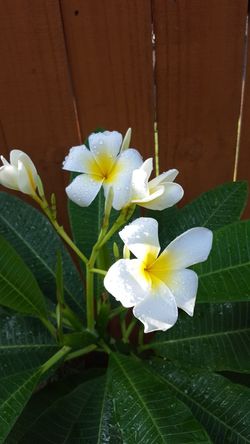 Plumeria blooming large pot