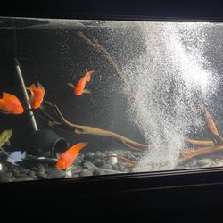 300 Gallon Acrylic Aquarium 