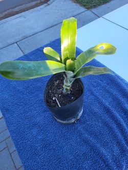 Bromlaid Plant One Gallon Pot 