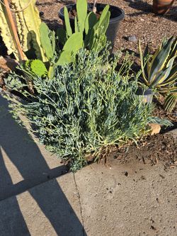 Blue Chalk Stick Plant