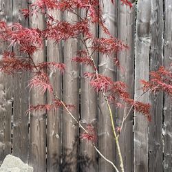 Japanese Maple Beni Otake