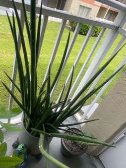 African Spear Plant