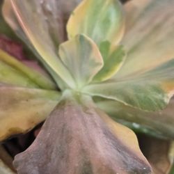 Variegated Echeveria Marble Pick Up In Upland Fully Rooted Korean Imported 