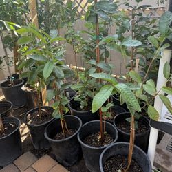 Pink Guava Trees 3F $35 Each Price Firm 