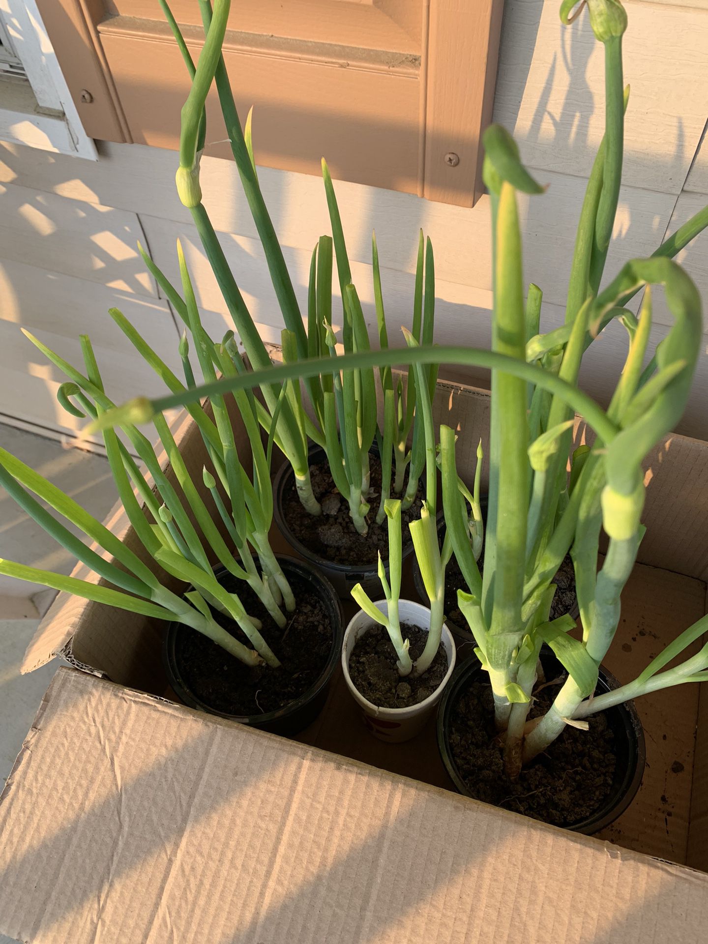 Green Onion Plants