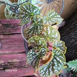 Polka Dot Begonia Live Plant