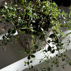 Gold Fish Indoor Plant In Ceramic Planter