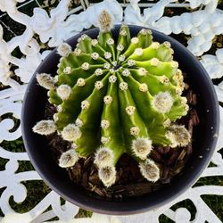 Cactus Plant With Buds - White Flower Blooms