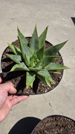 Aloe Polyphylla - Spiral Aloe