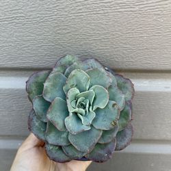 4” Succulent 