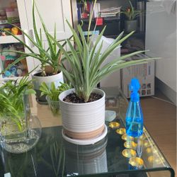 Plants For Sale