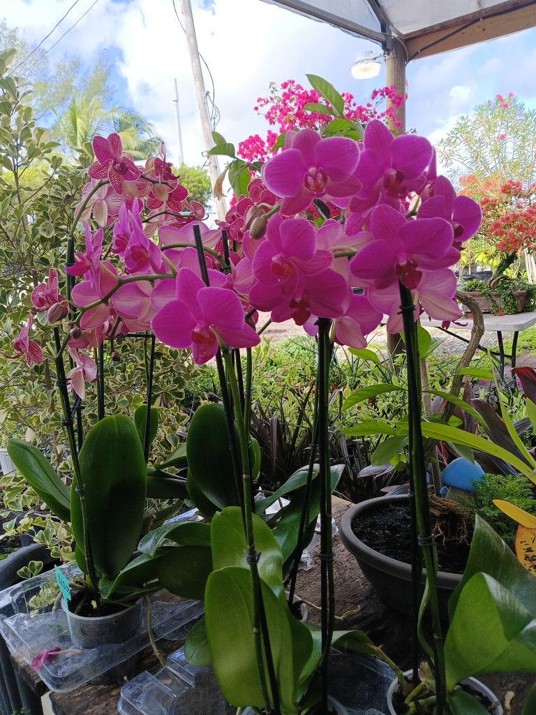 Beautiful Orchid Plants With Blooming Flowers πΊ Only $20