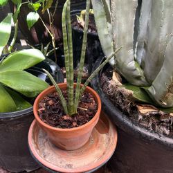Cylindrical Snake plant