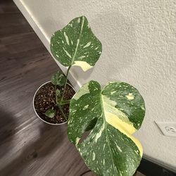 Thai Constellation Monstera
