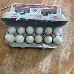 Eggs