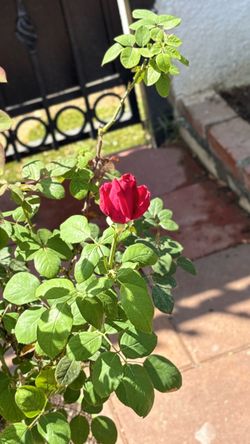Oklahoma red rose -blooming now -5gallons