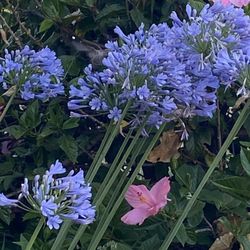 Agapanthus , Lily Of The Nile