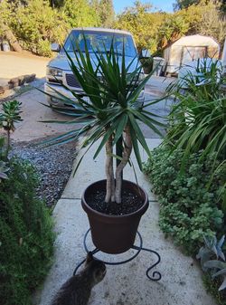 DRACAENA PLANT IN 12" PLASTIC POT