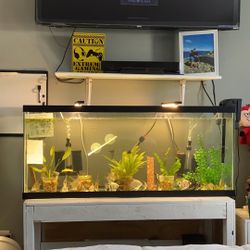 Sv 2 Acuarium una 55 Gal Y Otra 50 Gal Con Barios Ángeles 350