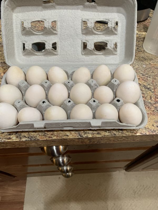 Duck Eggs For Sale In Murrieta CA OfferUp   A146eab3692b40fa9432e5c5be929a70 