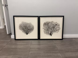 Set of 2 Framed Coral / Sea Fan Wall Art