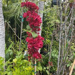 Bougainvillea Tree $28 each 