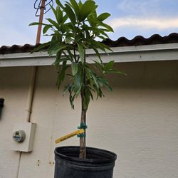 Super Alphonso Grafted Mango  3 Gallon
