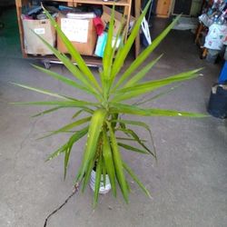 Beautiful Yuka 45 Inches Tall 