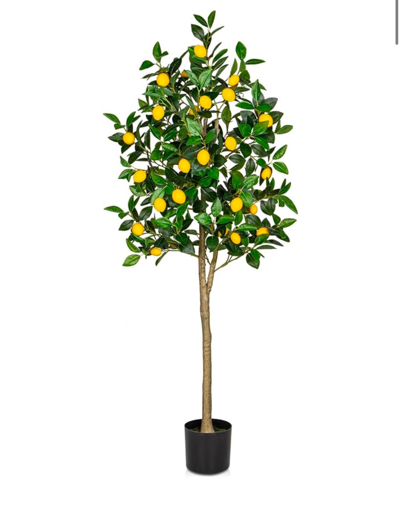 Lemon Tree 