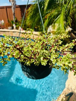 Dwarf Jade Plant in Hanging Basket