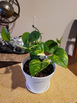 Happy Healthy Pothos