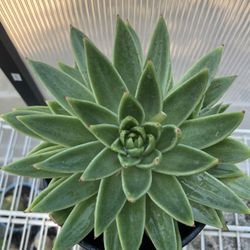 Succulent Plant 