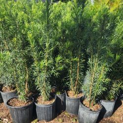 Beautiful Podocarpus Plants For Privacy!!! About 4 Feet Tall!! Fertilized 