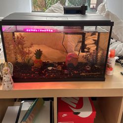 Fish Tank With Fish 