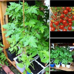 Organic cherry tomato plants