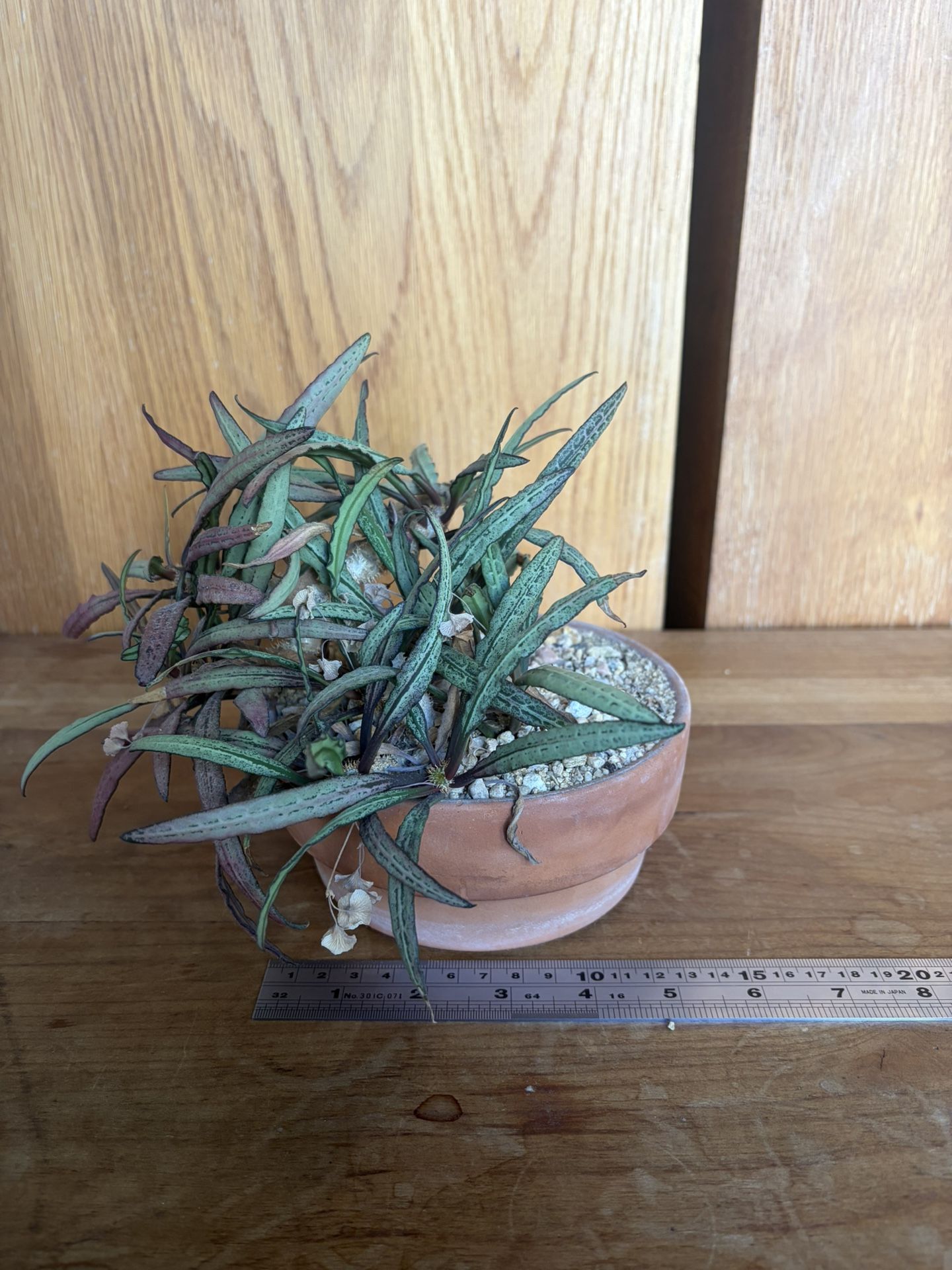 plant - euphorbia francoisii