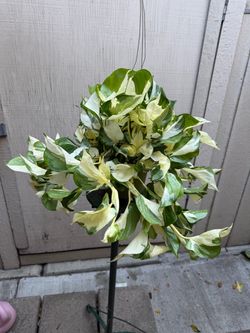6” rare pothos ivory night