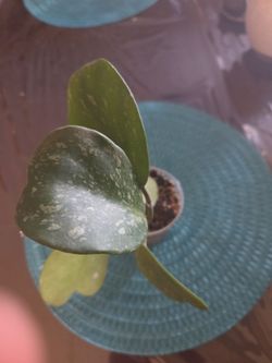 Hoya kerry splash