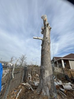 Estamos A La Orden Para Corte De Árboles En Todo Houston A Buen Precio
